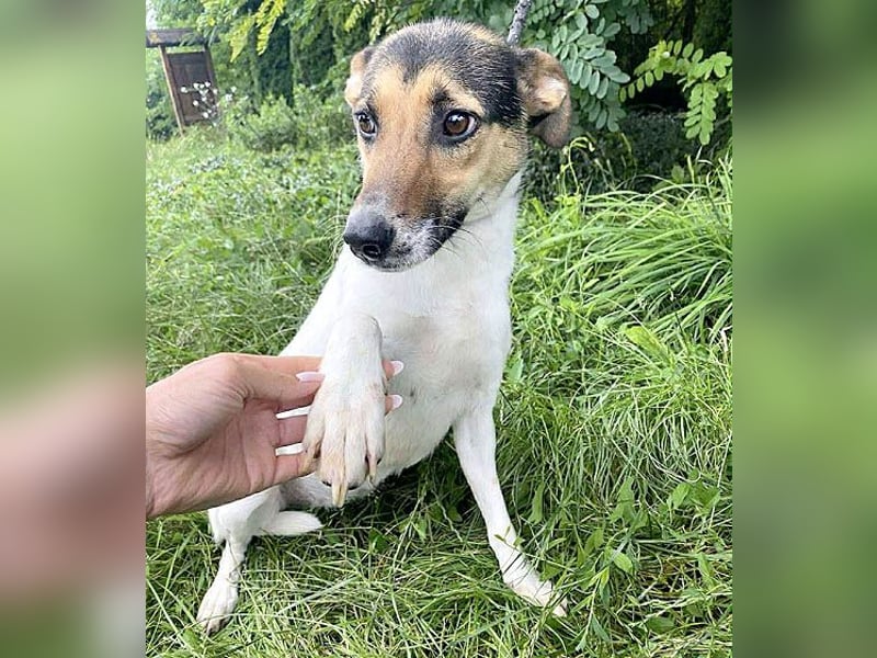 ❤️❤️❤️ bezaubernde kleine SZISZI - 2 Jahre, 38cm/9kg - Glatthaar-Foxterrier
