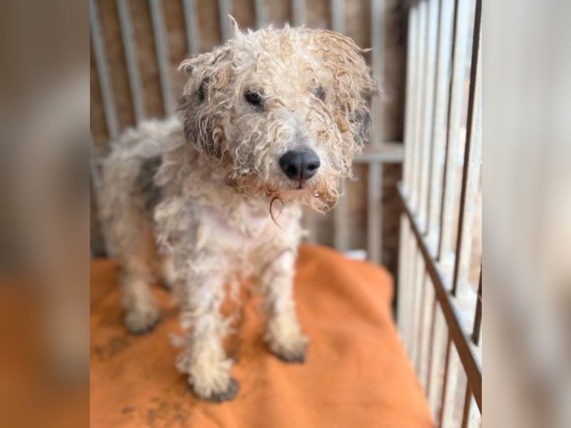 PABLO braucht viel Liebe - 7 Jahre, 40cm - Foxterrier-Mix