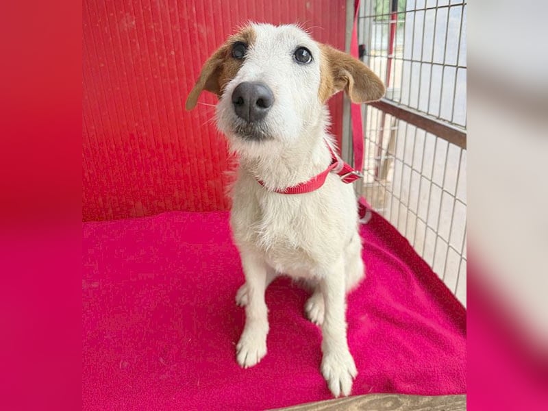 bezaubernde kleine LOTTI - 2,5 Jahre, 40cm/10kg - Foxterrier-Mix