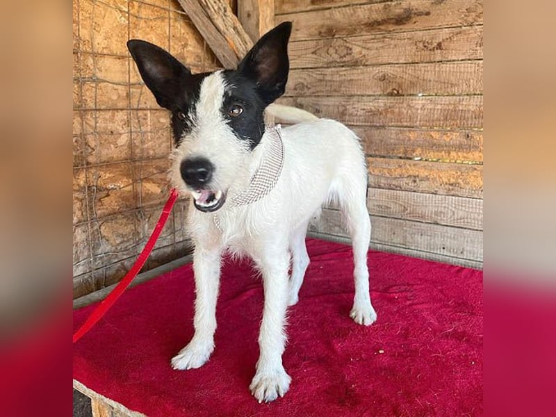 lebenslustiger JERRY - 1,5 Jahre, 40cm/10kg - Foxterrier-Mix