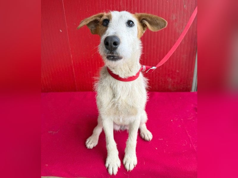 bezaubernde kleine LOTTI - 2,5 Jahre, 40cm/10kg - Foxterrier-Mix