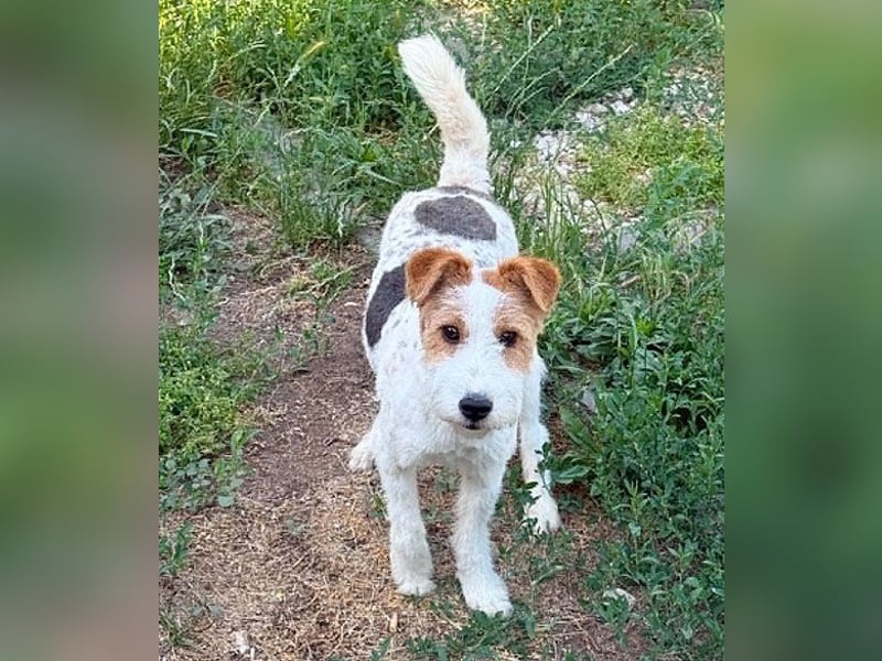 ❤️❤️❤️ bezaubernde kleine LOTTI - 2,5 Jahre, 40cm/10kg - Foxterrier-Mix