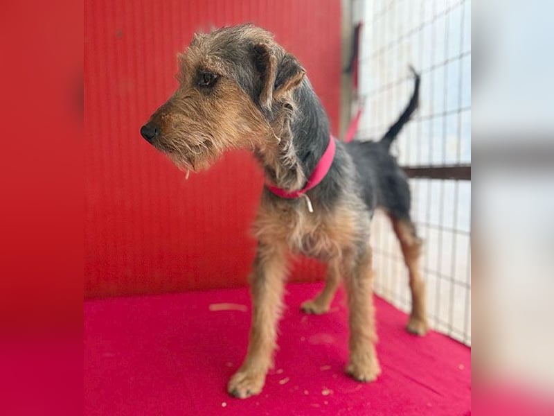 rte Foxi-Hündin INCI (Intschi) - 1,5 Jahre, 40cm/9kg