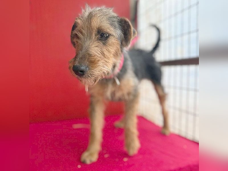 rte Foxi-Hündin INCI (Intschi) - 1,5 Jahre, 40cm/9kg