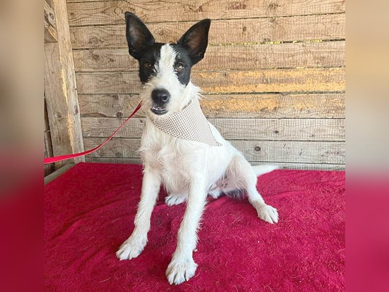 lebenslustiger JERRY - 1,5 Jahre, 40cm/10kg - Foxterrier-Mix