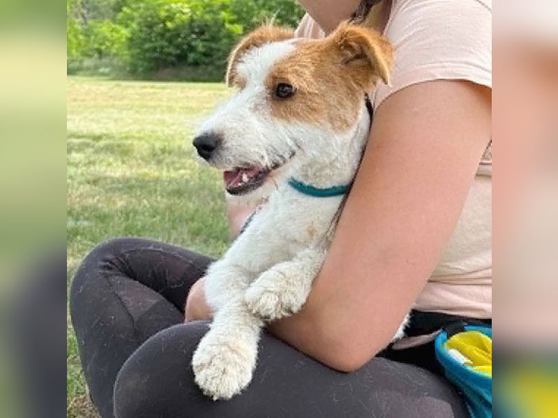 ❤️❤️❤️ bezaubernde kleine LOTTI - 2,5 Jahre, 40cm/10kg - Foxterrier-Mix