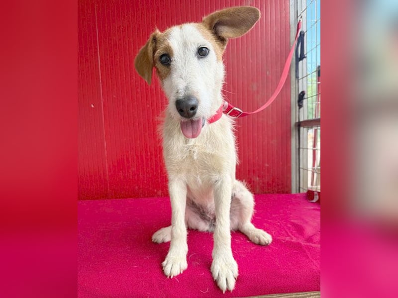 bezaubernde kleine LOTTI - 2,5 Jahre, 40cm/10kg - Foxterrier-Mix