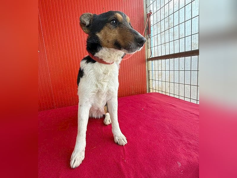 superlieber JOEY - 2,5 Jahre, 35cm - Glatthaar-Foxterrier
