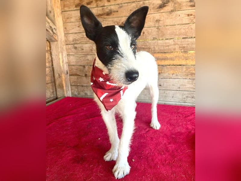 lebenslustiger JERRY - 1,5 Jahre, 40cm/10kg - Foxterrier-Mix