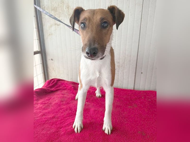 ❤️❤️❤️  liebenswerter Foxi-Bub MILO - 3,5 Jahre, 38cm/8kg - Glatthaar-Foxterrier