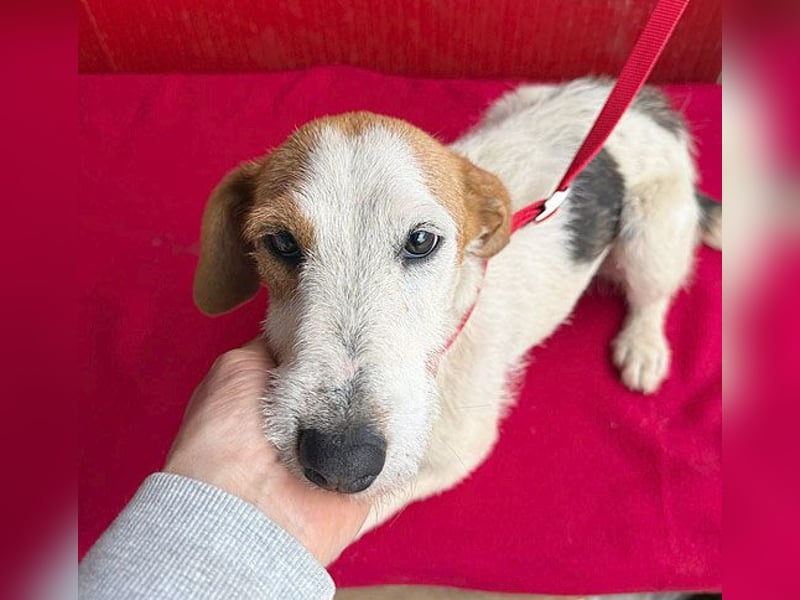 bezaubernde kleine LOTTI - 2,5 Jahre, 40cm/10kg - Foxterrier-Mix