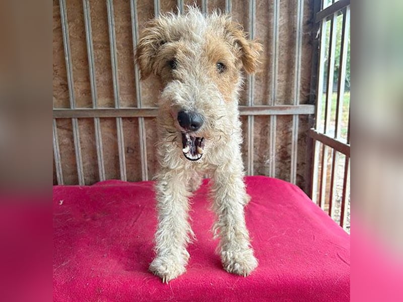 ❤️❤️❤️ Sonnenschein FOLTI - 1,5 Jahre, 39cm/10kg - Foxterrier