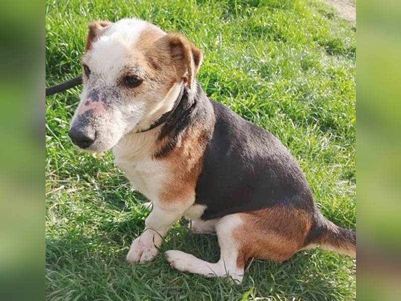 arme Hundeseele FOXI - 10-12 Jahre, 34cm - Foxterrier-Mix