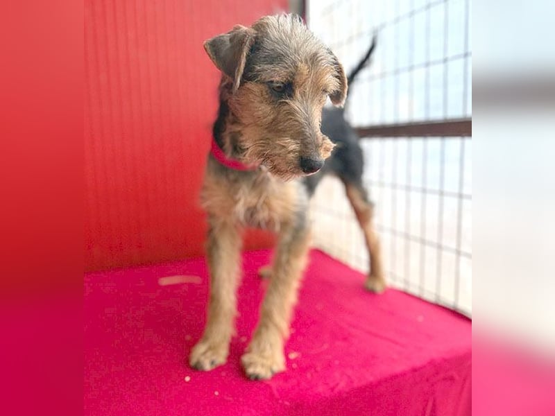 rte Foxi-Hündin INCI (Intschi) - 1,5 Jahre, 40cm/9kg