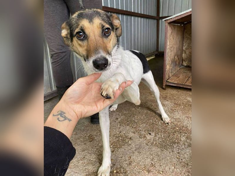❤️❤️❤️ bezaubernde kleine SZISZI - 2 Jahre, 38cm/9kg - Glatthaar-Foxterrier