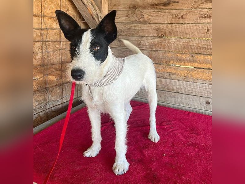 lebenslustiger JERRY - 1,5 Jahre, 40cm/10kg - Foxterrier-Mix