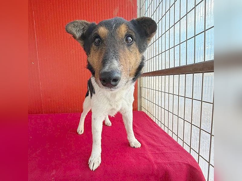 superlieber JOEY - 2,5 Jahre, 35cm - Glatthaar-Foxterrier