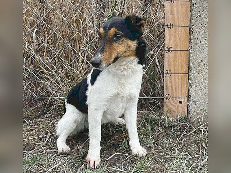 superlieber JOEY - 2,5 Jahre, 35cm - Glatthaar-Foxterrier