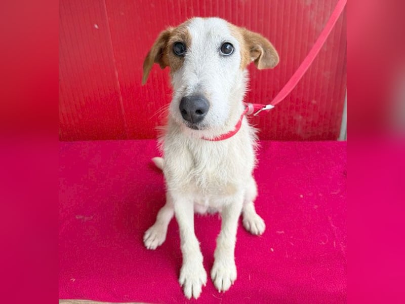 bezaubernde kleine LOTTI - 2,5 Jahre, 40cm/10kg - Foxterrier-Mix