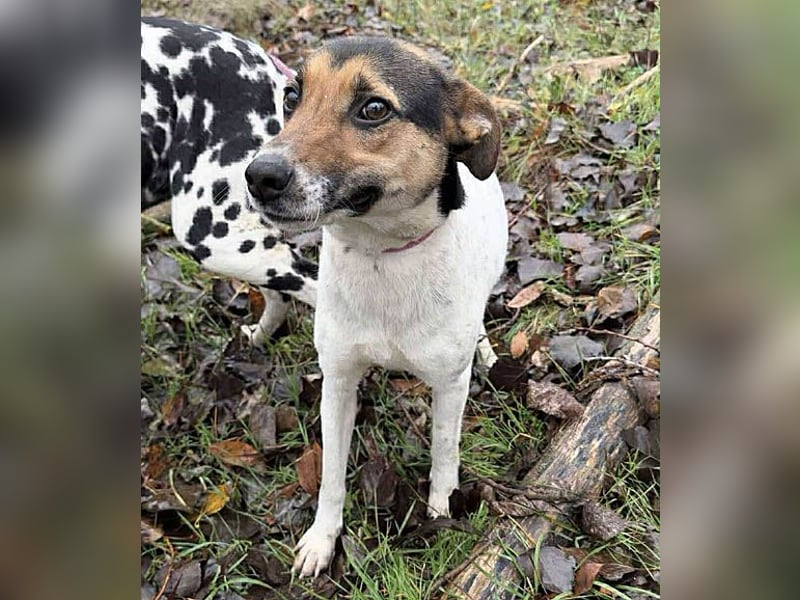 ❤️❤️❤️ bezaubernde kleine SZISZI - 2 Jahre, 38cm/9kg - Glatthaar-Foxterrier