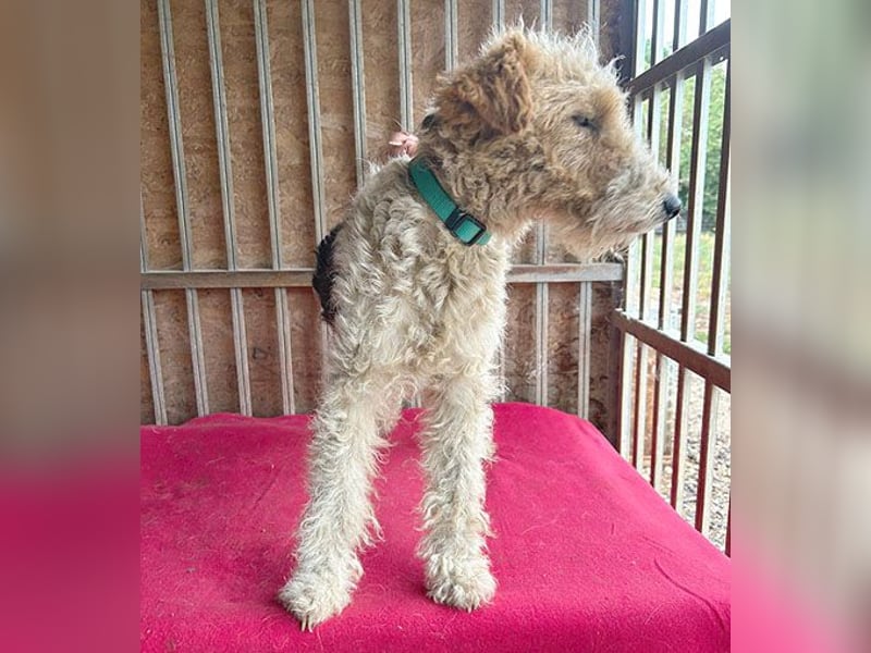 ❤️❤️❤️ Sonnenschein FOLTI - 1,5 Jahre, 39cm/10kg - Foxterrier
