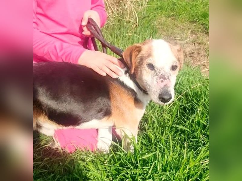 arme Hundeseele FOXI - 10-12 Jahre, 34cm - Foxterrier-Mix