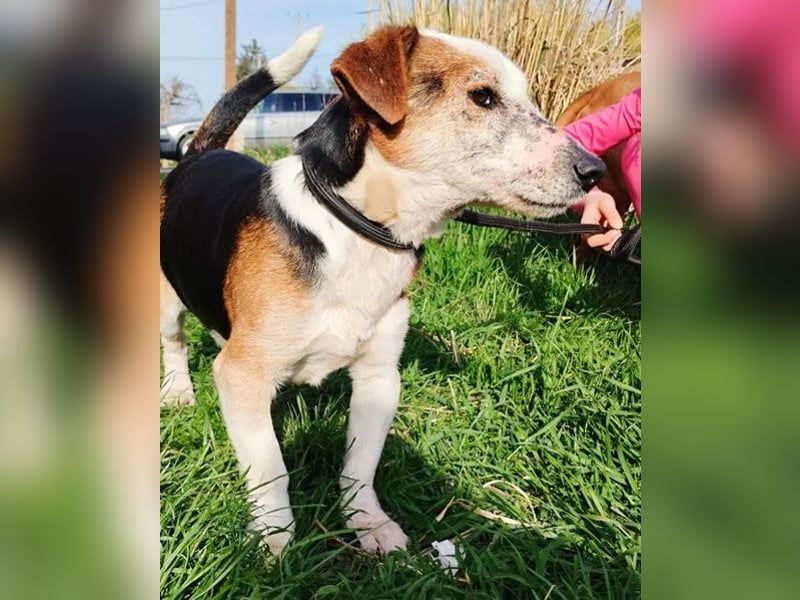 arme Hundeseele FOXI - 10-12 Jahre, 34cm - Foxterrier-Mix