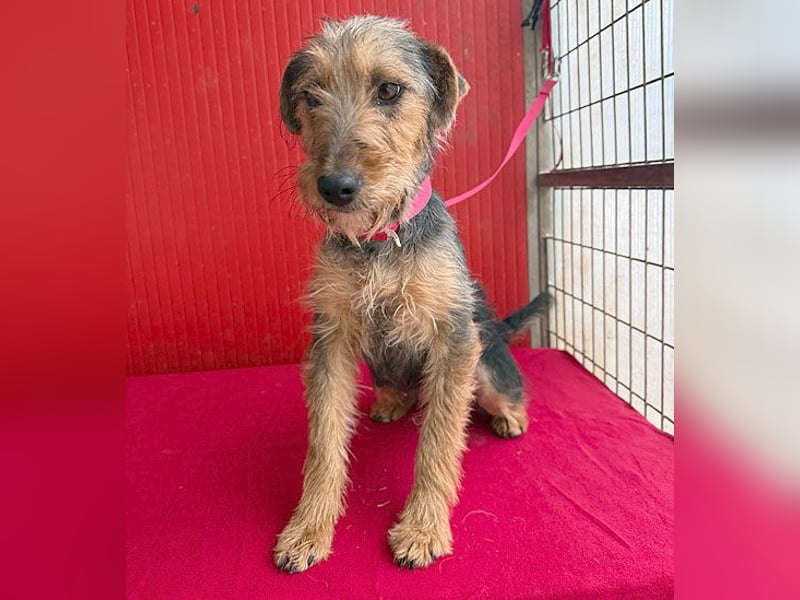 rte Foxi-Hündin INCI (Intschi) - 1,5 Jahre, 40cm/9kg