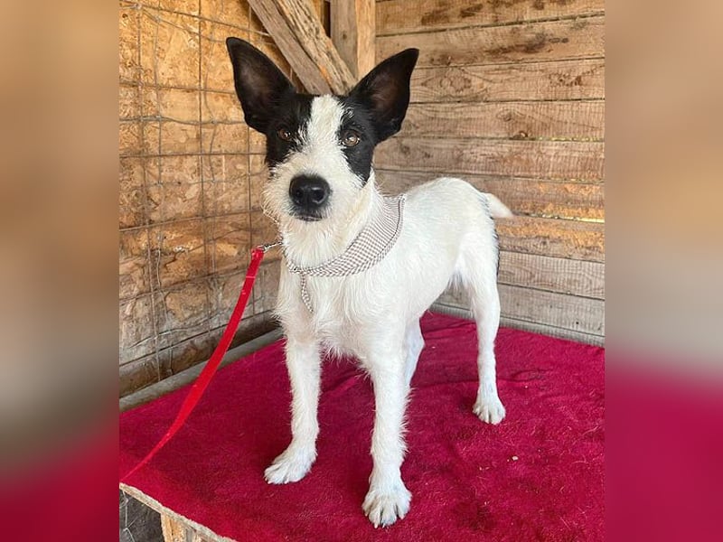 lebenslustiger JERRY - 1,5 Jahre, 40cm/10kg - Foxterrier-Mix