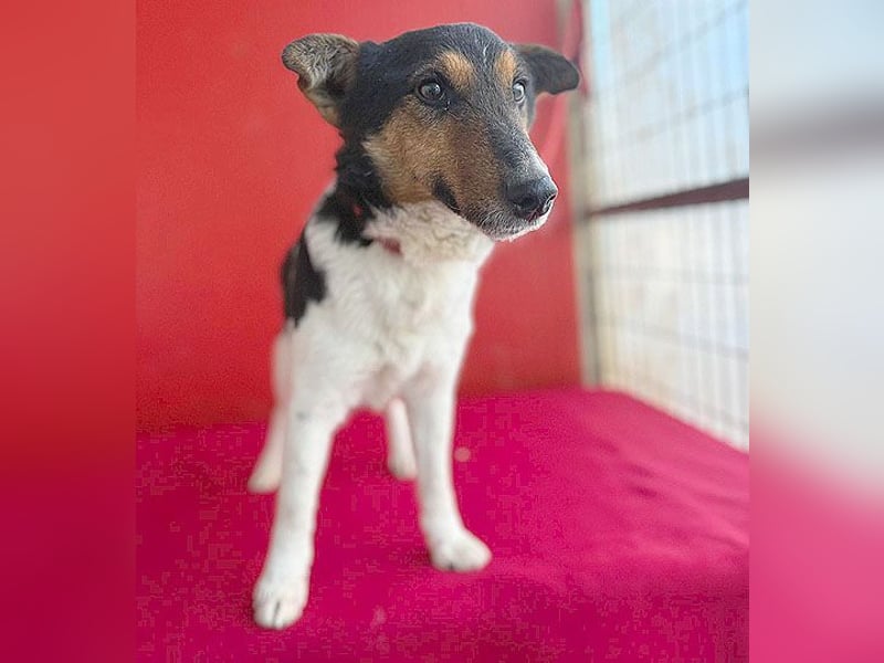 superlieber JOEY - 2,5 Jahre, 35cm - Glatthaar-Foxterrier