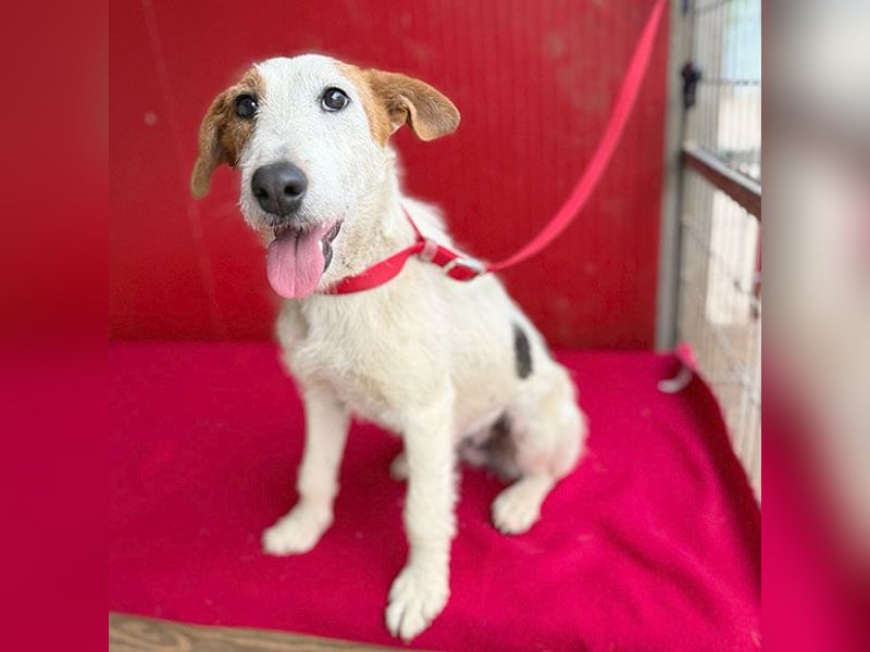 bezaubernde kleine LOTTI - 2,5 Jahre, 40cm/10kg - Foxterrier-Mix