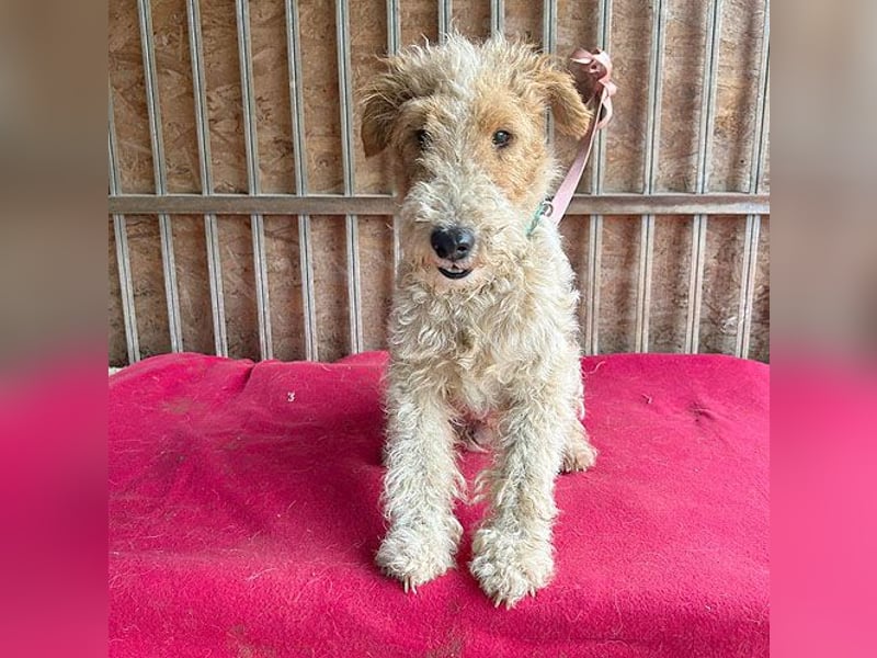❤️❤️❤️ Sonnenschein FOLTI - 1,5 Jahre, 39cm/10kg - Foxterrier