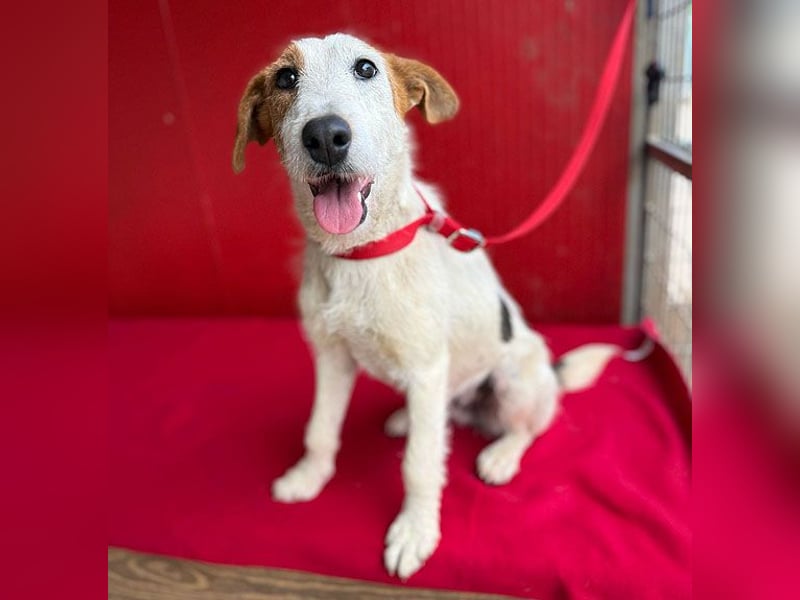 bezaubernde kleine LOTTI - 2,5 Jahre, 40cm/10kg - Foxterrier-Mix