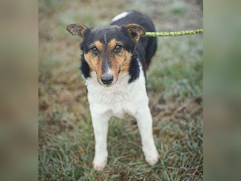 superlieber JOEY - 2,5 Jahre, 35cm - Glatthaar-Foxterrier