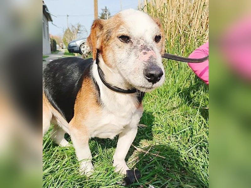 arme Hundeseele FOXI - 10-12 Jahre, 34cm - Foxterrier-Mix
