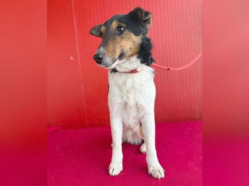 superlieber JOEY - 2,5 Jahre, 35cm - Glatthaar-Foxterrier