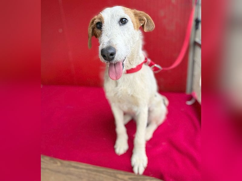bezaubernde kleine LOTTI - 2,5 Jahre, 40cm/10kg - Foxterrier-Mix