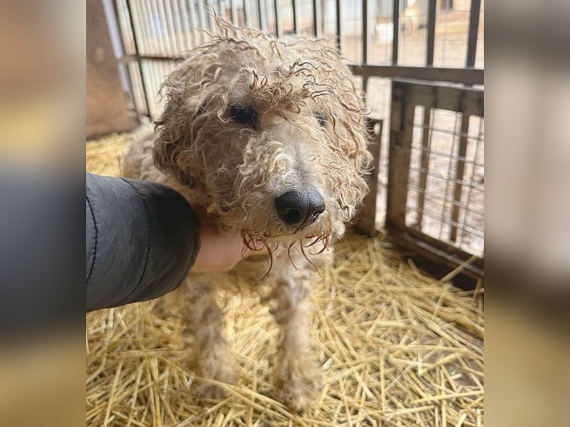 PABLO braucht viel Liebe - 7 Jahre, 40cm - Foxterrier-Mix