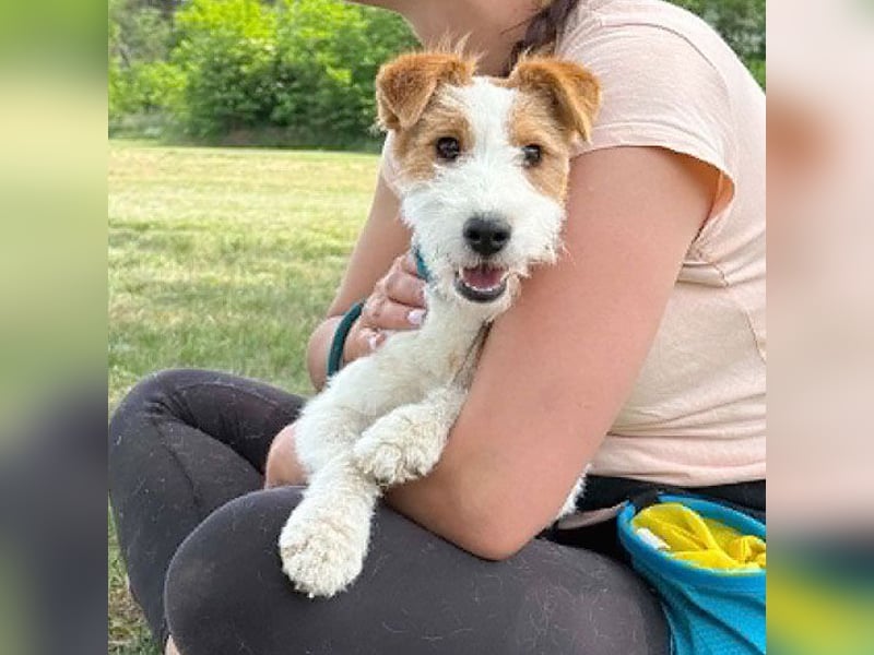 ❤️❤️❤️ bezaubernde kleine LOTTI - 2,5 Jahre, 40cm/10kg - Foxterrier-Mix