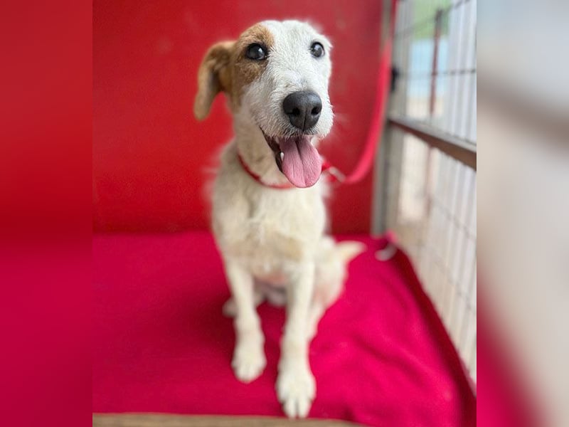 bezaubernde kleine LOTTI - 2,5 Jahre, 40cm/10kg - Foxterrier-Mix