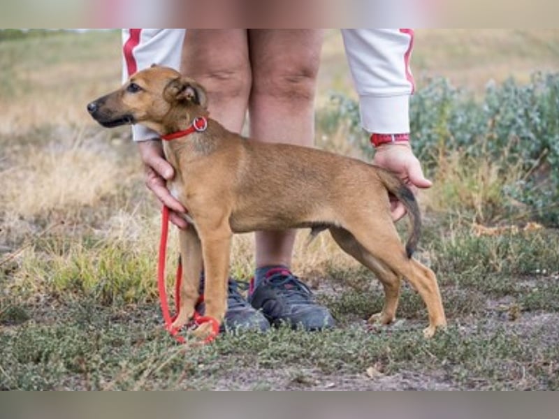 Ubul SI- junger Hund auf der Suche nach aktiver Familie