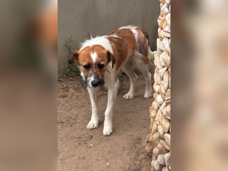 Csibesz BR – liebenswerter Foxterrier sucht sein Glück 
