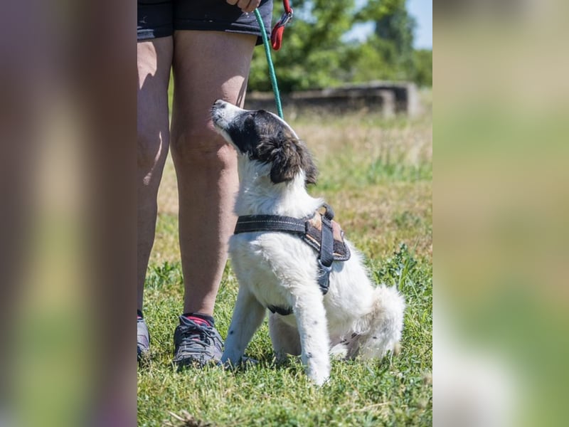 Lori-SI - aktiver Junghund sucht liebevolles Zuhause