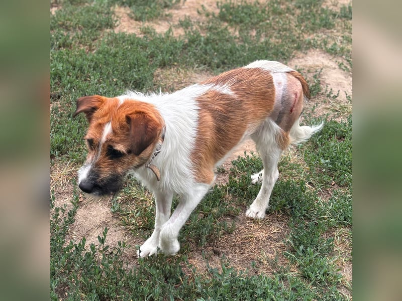 Csibesz BR – liebenswerter Foxterrier sucht sein Glück 