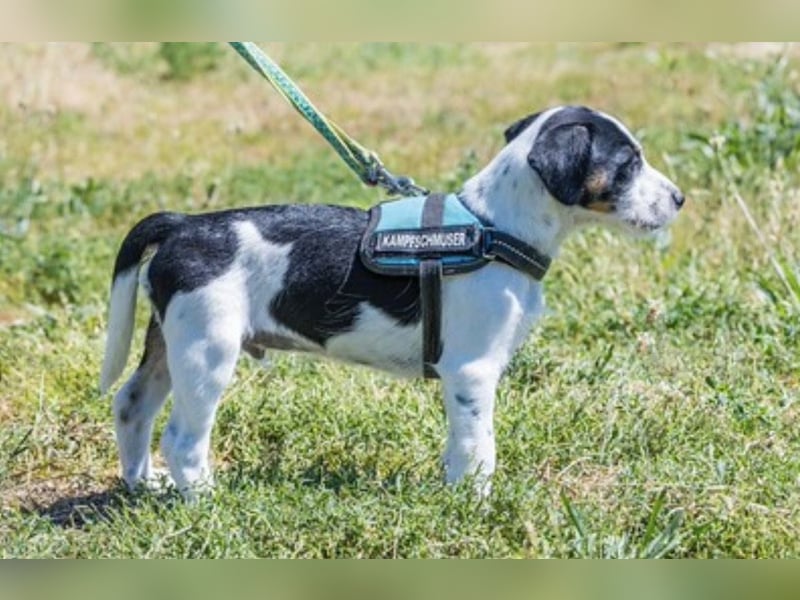 Bohem-SI - fröhlicher kleiner Hundejunge sucht aktives Zuhause