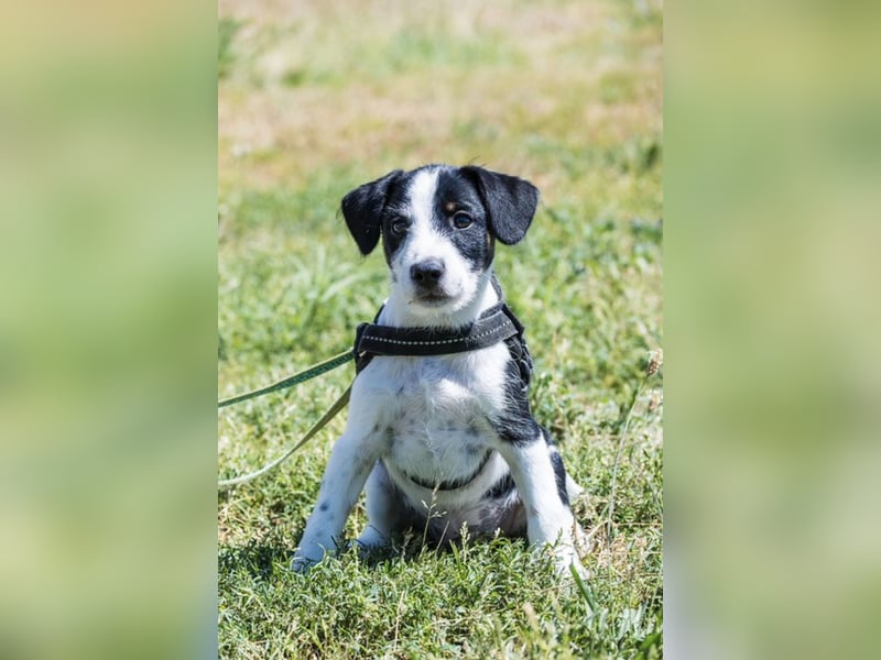 Bohem-SI - fröhlicher kleiner Hundejunge sucht aktives Zuhause