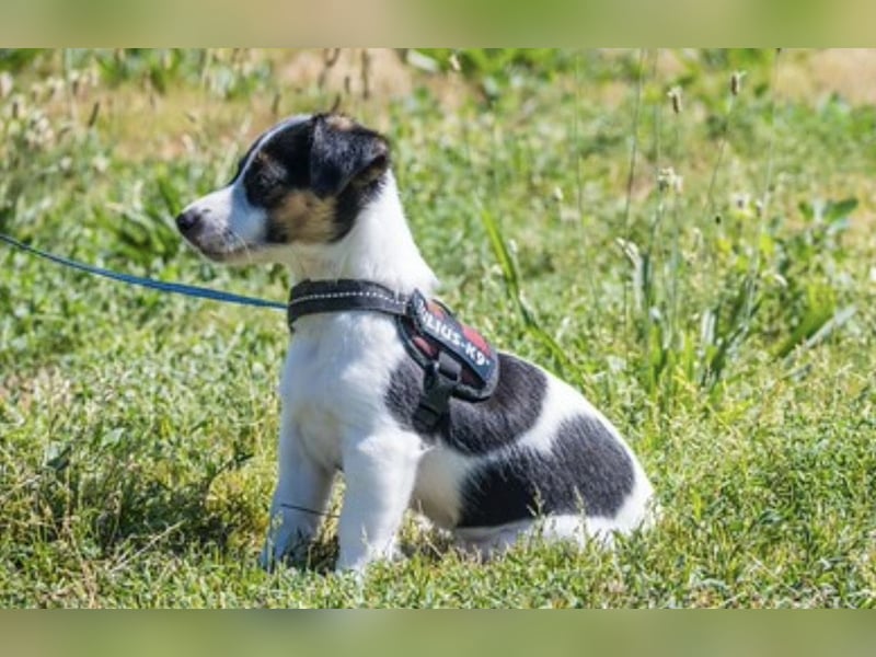 Bojszi-SI - fröhliche kleine Hündin sucht aktives Zuhause