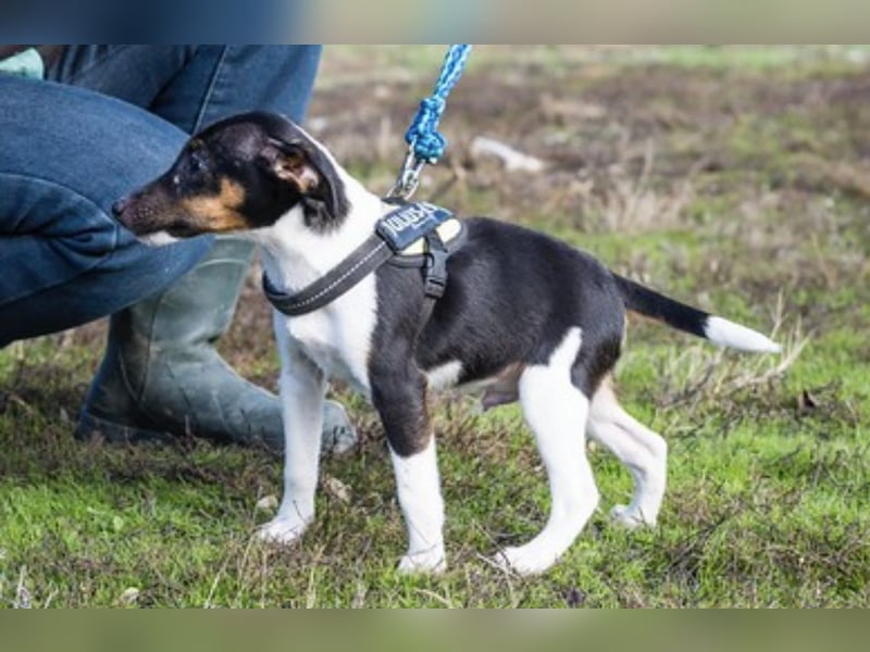 Flopp-Si - Fröhlicher Foxterrier-Junghund mit viel Charme