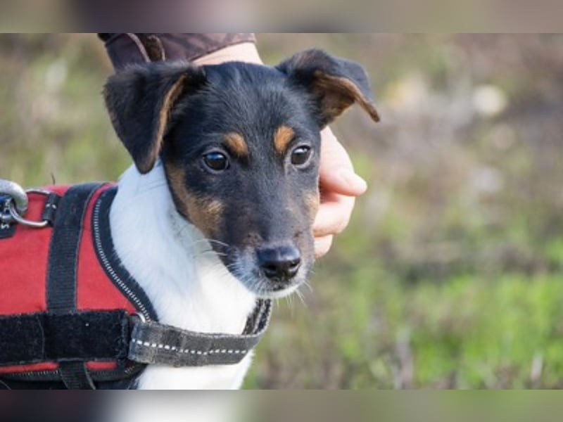 Flipp- Si - Kleiner Foxterrier-Junghund voller Energie und Lebensfreude
