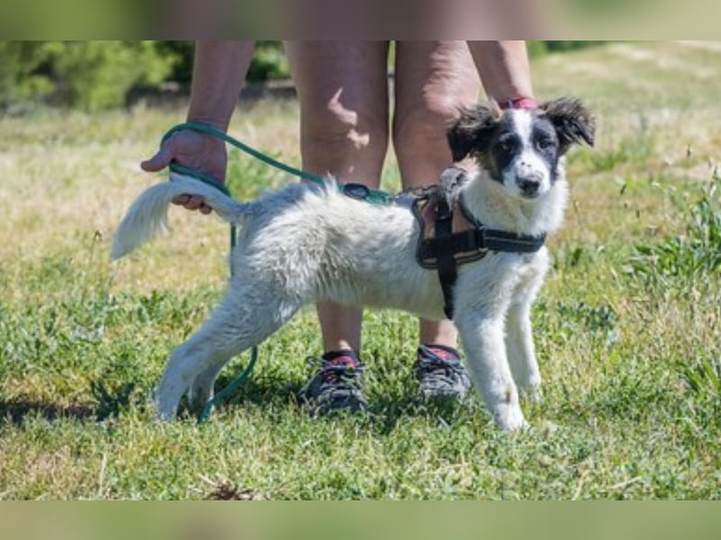 Lori-SI - aktiver Junghund sucht liebevolles Zuhause